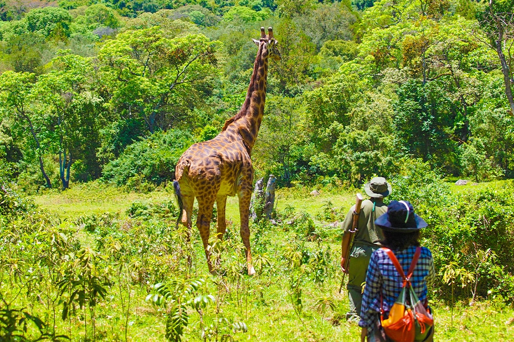 All-inclusive Kilimanjaro climb & safari combo